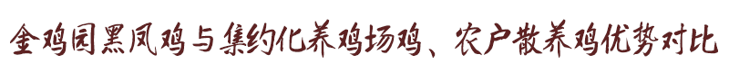 金雞園黑鳳雞與集約化養(yǎng)雞場(chǎng)雞、農(nóng)戶散養(yǎng)雞優(yōu)勢(shì)對(duì)比
